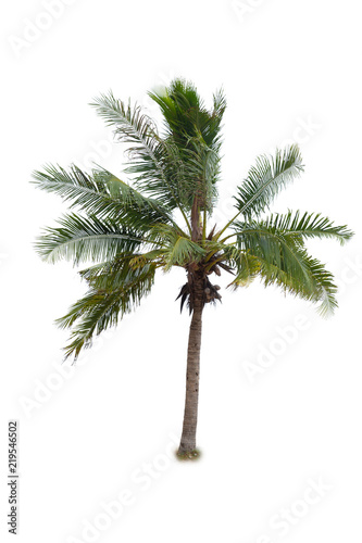 coconut tree tropical island plant isolated on white background