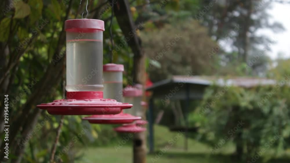 Colibrí