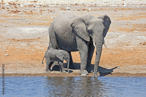 Elefantenkuh  loxodonta africana  mit Elefantenkalb am Wasserloch im Etosha Nationalpark in Namibia