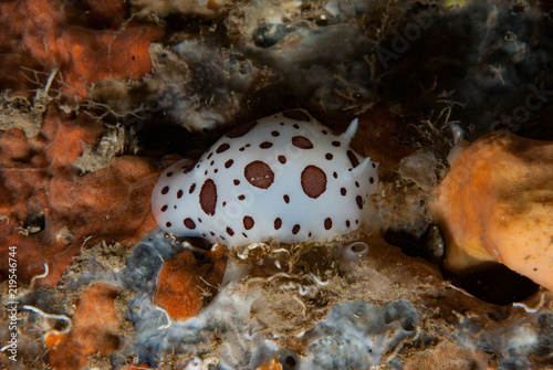 Discodoris atromaculata Nudibranch photo