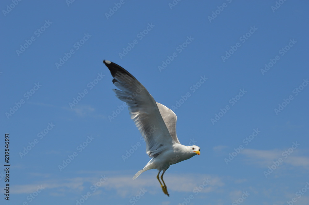 flying seagull flying seagull