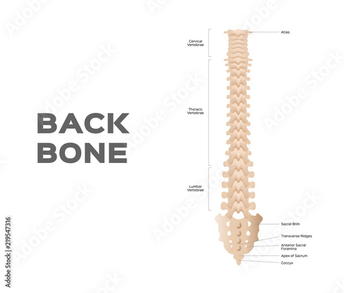 medical anatomical vector / backbone / organ