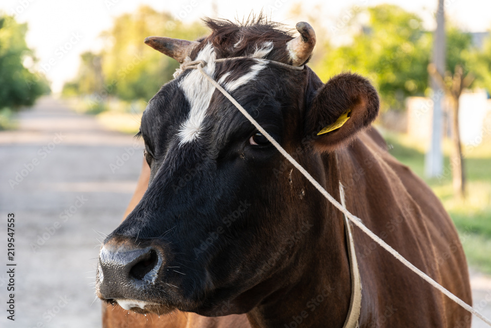 Cow tied with horn thread, close-up, Ukraine Cow tied with horn thread, close-up, Ukraine