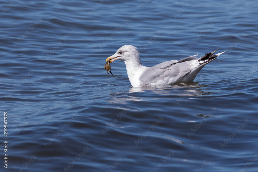 Seagull with crab in its beak (baltic sea, germany) Seagull with crab in its beak (baltic sea, germany)