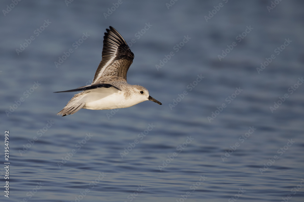 Sanderling (Calidris alba) in flight at the coastline in Florida.