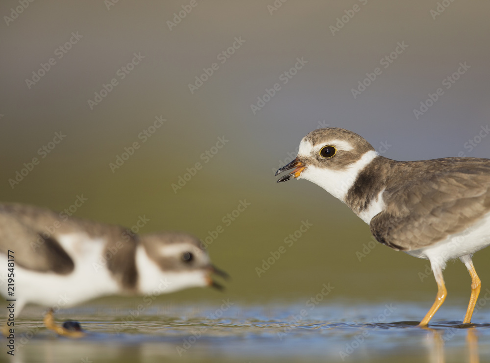 Semipalmated plover (Charadrius semipalmatus) defenting its territory on Florida beach. Semipalmated plover (Charadrius semipalmatus) defenting its territory on Florida beach.