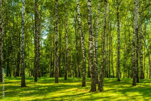 Obraz Brzozowy gaj w słoneczny dzień
