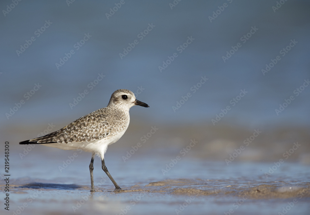 Grey plover (Pluvialis squatarola) foraging on Florida beach.