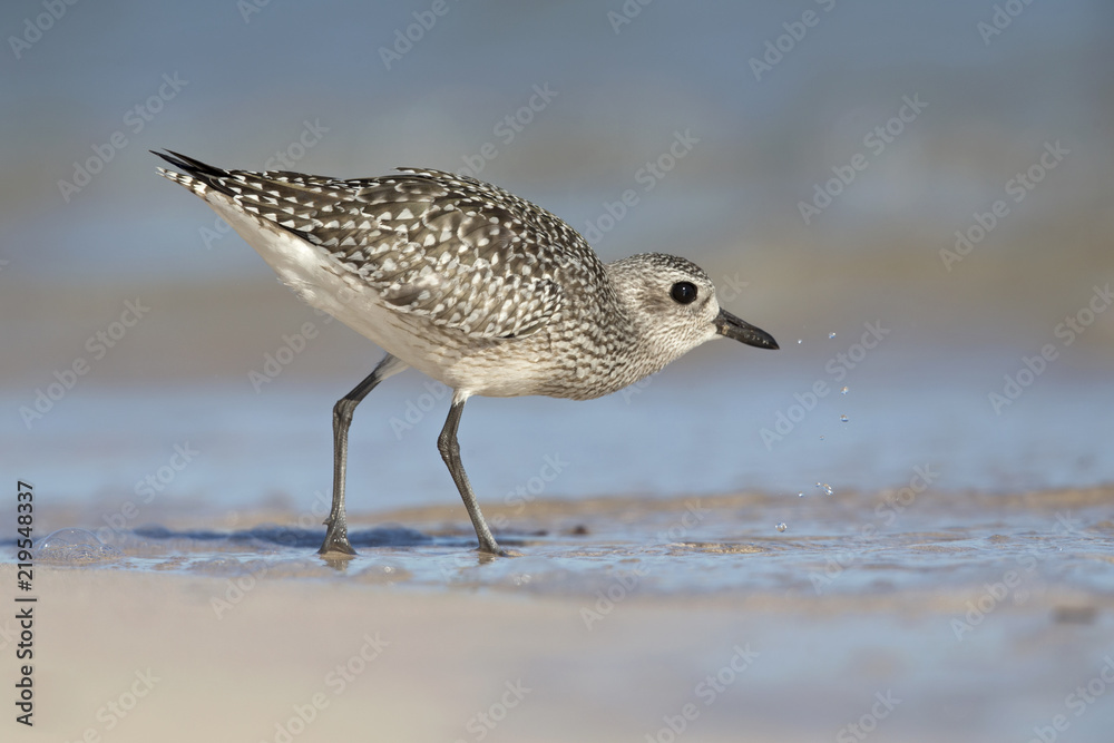 Grey plover (Pluvialis squatarola) foraging on Florida beach. Grey plover (Pluvialis squatarola) foraging on Florida beach.