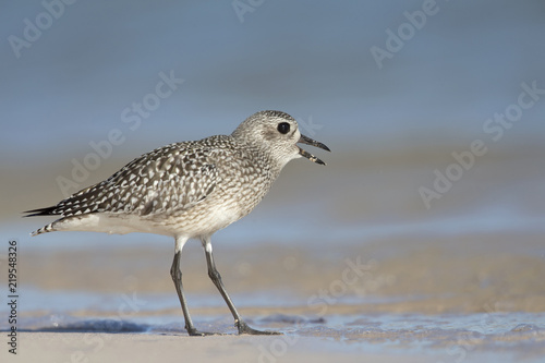 Grey plover (Pluvialis squatarola) foraging on Florida beach. © Bouke