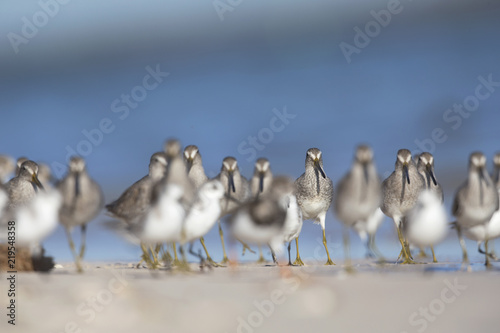 a flock of Short-billed Dowitcher ( Limnodromus griseus) foraging on Florida beach. © Bouke