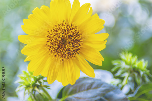 Fototapeta Naklejka Na Ścianę i Meble -  Sonnenblume vor Grün