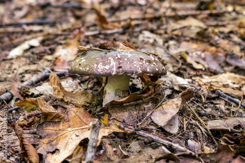 Autumn mushroom background