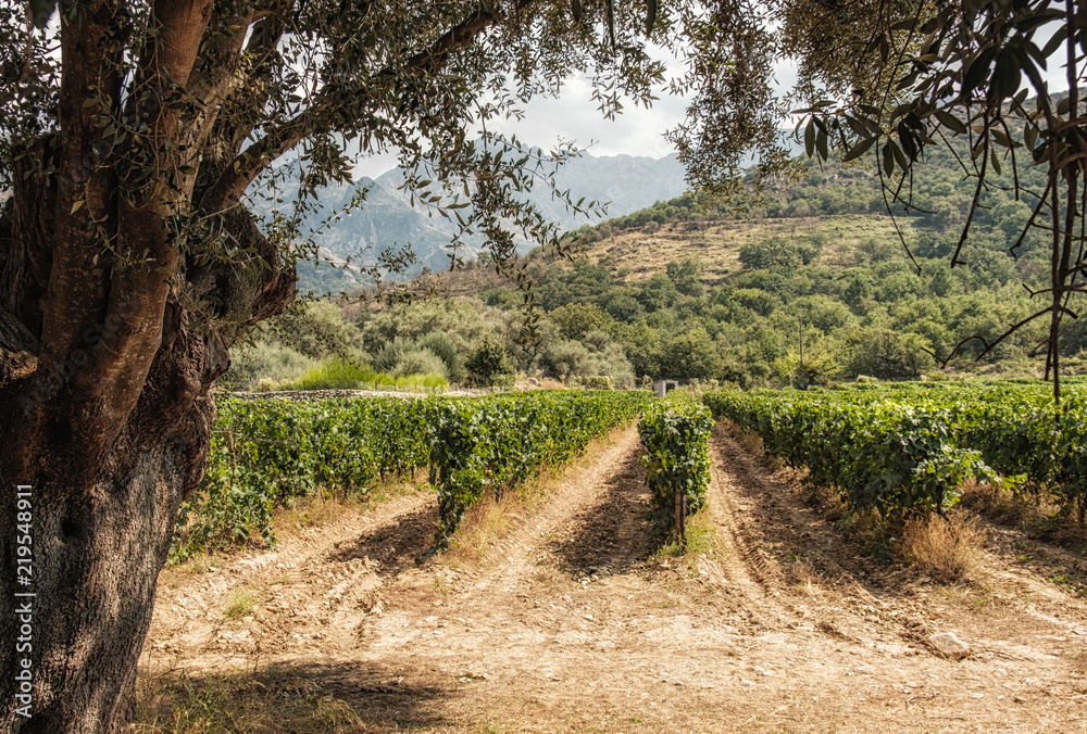 Vineyard in Regino valley in Balagne region of Corsica Vineyard in Regino valley in Balagne region of Corsica