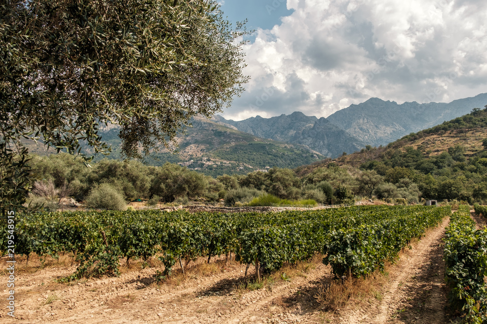 Vineyard in Regino valley in Balagne region of Corsica