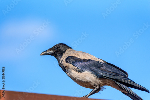 the crow sits on the roof