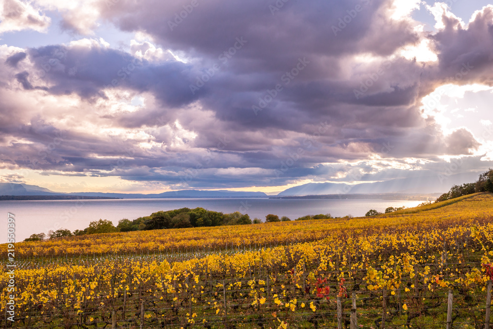 Autumn Sunset over Golden Vines and Lake on a Sunny and Cloudy Day