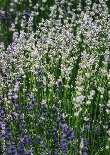 Lavender in nature