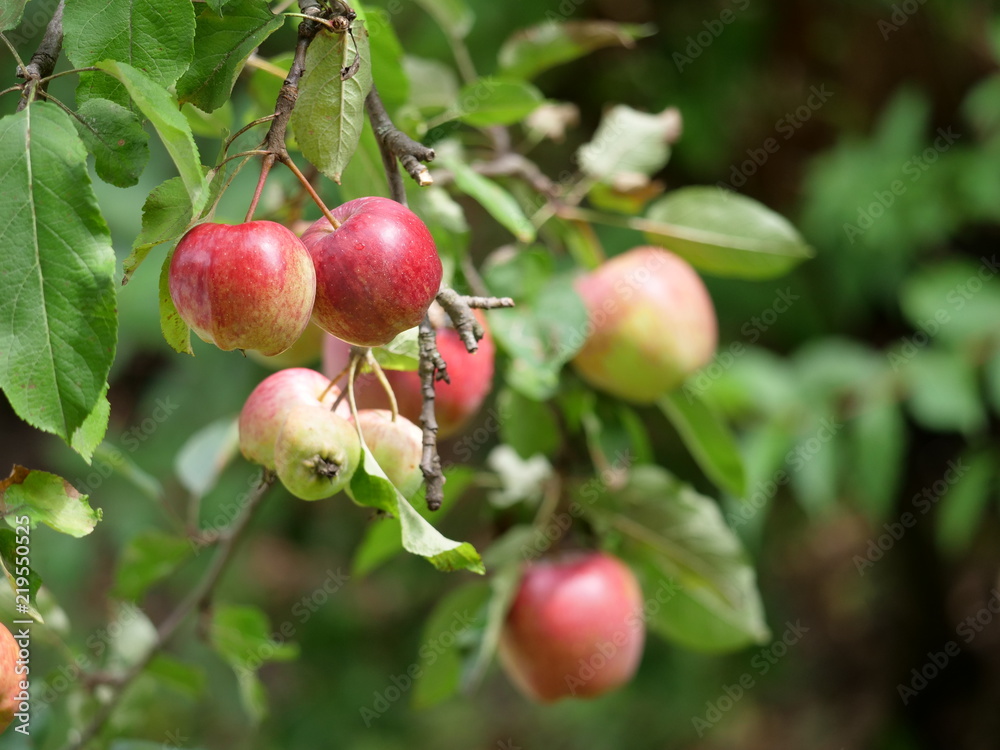 apple tree in the summer apple tree in the summer