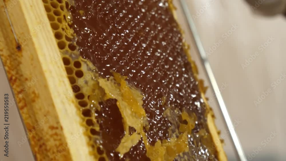 Beekeeping, honey extraction process, A close-up of a knife open a honeycomb with honey. 4K UHD
