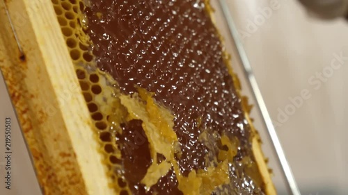 Beekeeping, honey extraction process, A close-up of a knife open a honeycomb with honey. 4K UHD