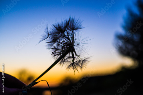 Silhouette of a dandelion at sunset in nature summer day