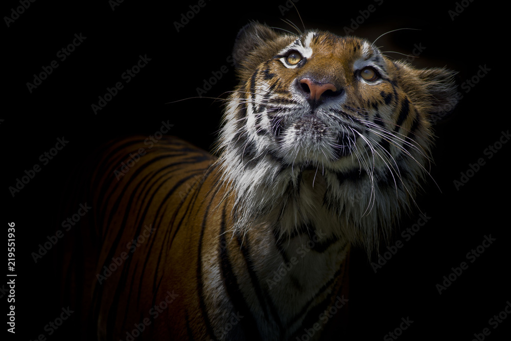 Naklejka premium Portret tygrysa przed czarnym tle