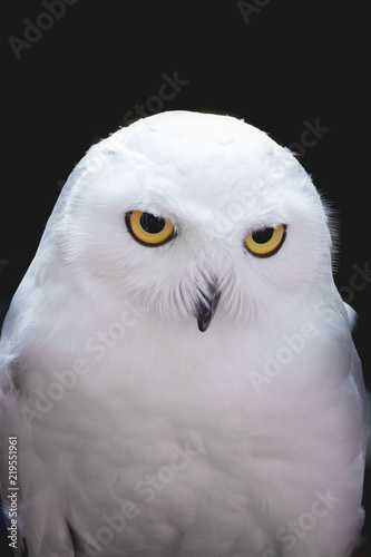 snowy owl close up © art9858