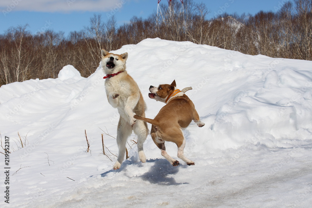 pitbullterrier and akita