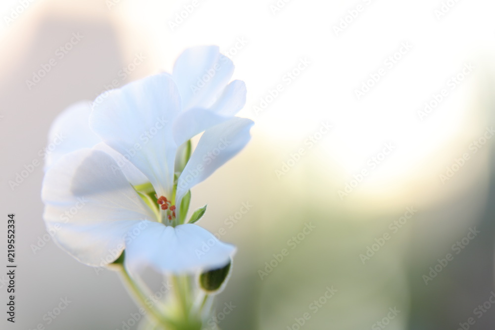 白いゼラニウム Foto De Stock Adobe Stock