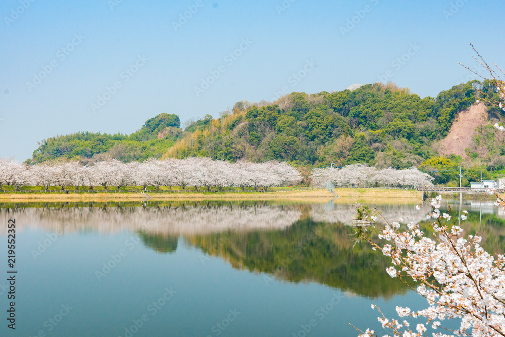 桜の花と公園の池