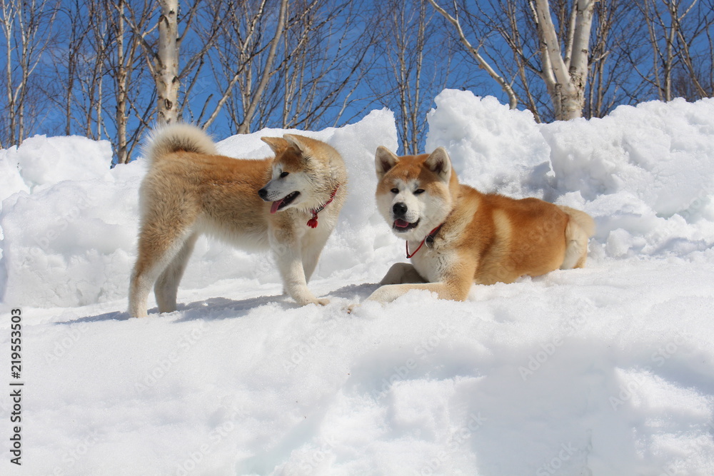 Akitas in snow