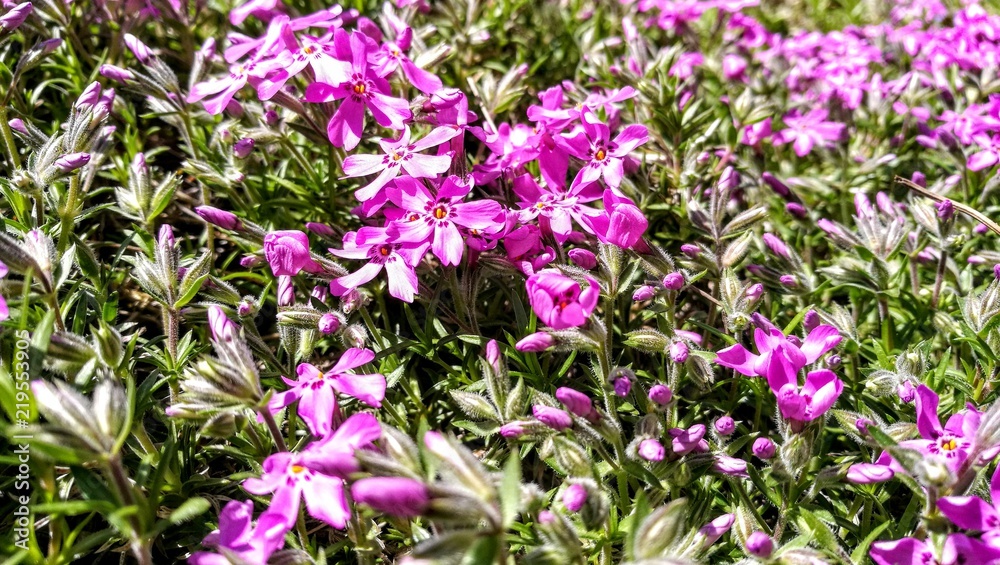 Purple flower Purple flower