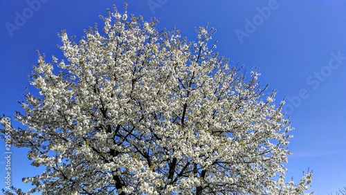 Cherrie tree flower