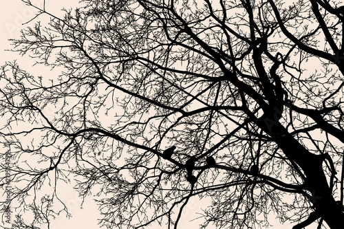 Silhouette of a deciduous tree in cold season