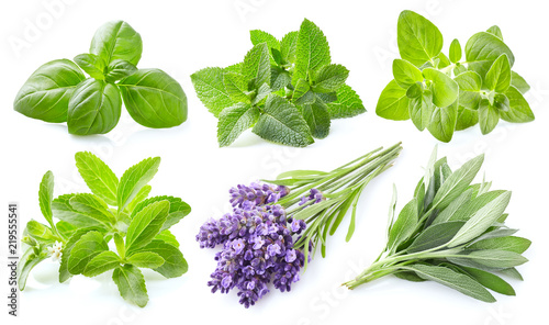 Collection of fresh herbs on white background