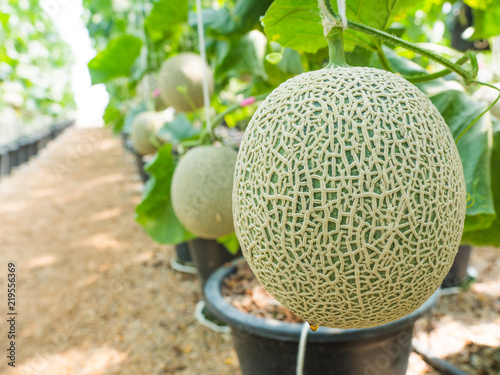 Organic cantaloupe in the farm