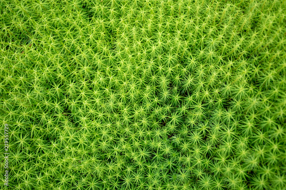 Green abstract natural texture from moss Green abstract natural texture from moss