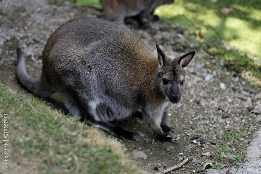 Portrait of australian kangaroo (marsupial) Portrait of australian kangaroo (marsupial)