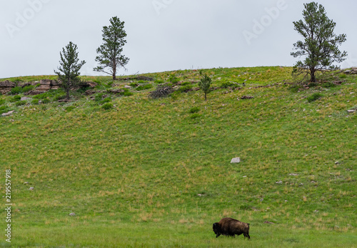 Lone Bison Grazes in Prairie Wilderness