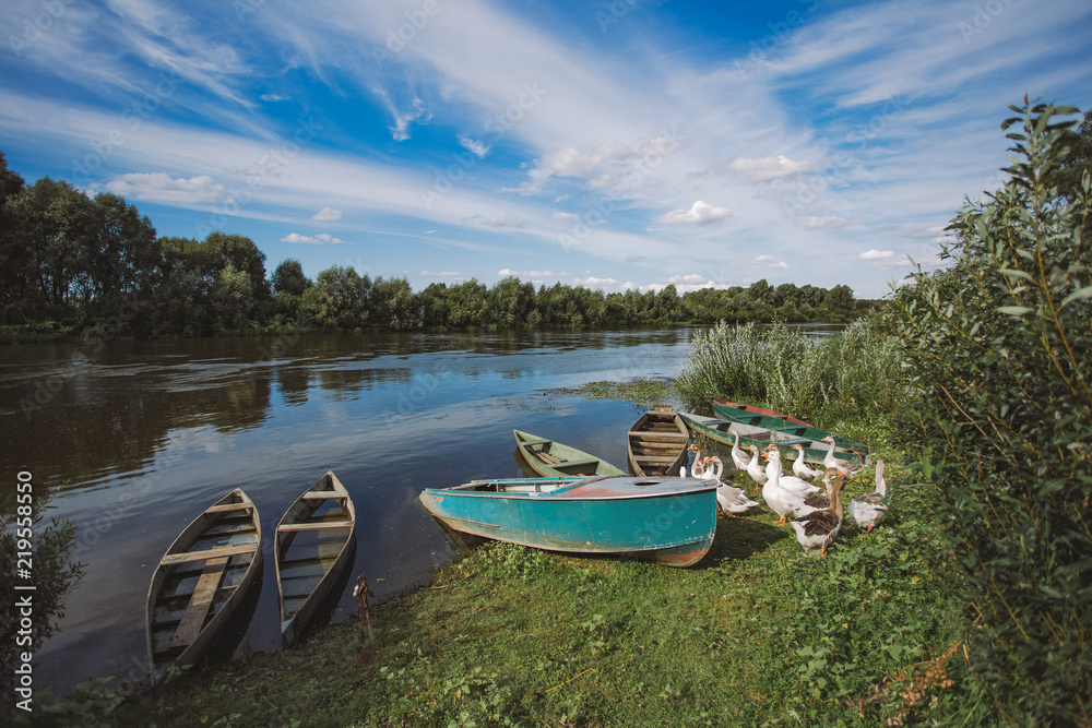 Many empty wooden old boats standing at river bank in beautiful summer wild landscape. Group of home geese standing calmly near them. Horizontal color photography.