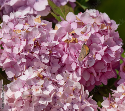 Outdoor summer / spring pastel color portrait of a single Meadow Brown butterfly sitting on a pink hydrangea/hortensia blossomon a bright sunny summer day with blurred natural background photo