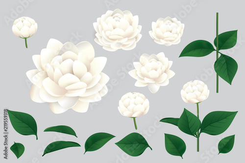 vector jasmine elements isolated on grey background.