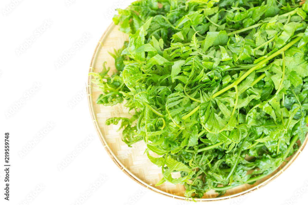 Fresh green baby leaves of Paco Fern on weave threshing basket isolated on white background Fresh green baby leaves of Paco Fern on weave threshing basket isolated on white background