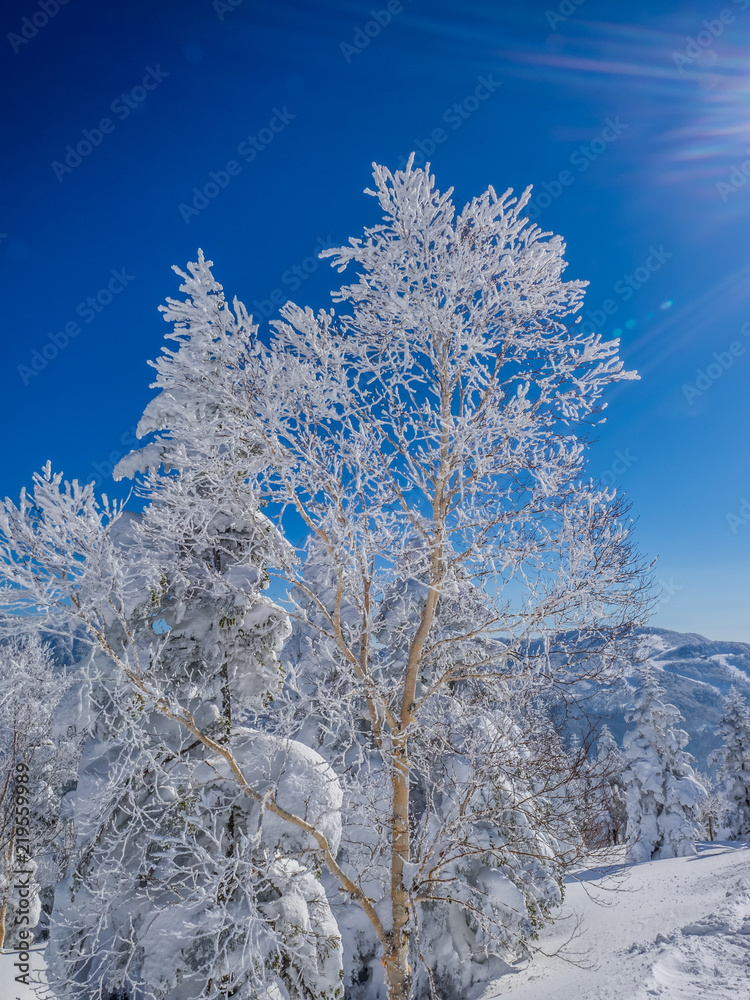 Winter landscape from Shiga-Kogen ski area in Japan. The tree ice is very beautiful and you can see the mountains in the distance. White snow is shining very much in the blue sky.