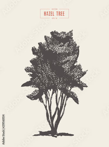 High detail vintage hazel tree, hand drawn, vector