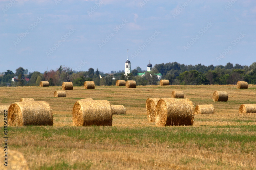 Sheafs in the summer field Sheafs in the summer field