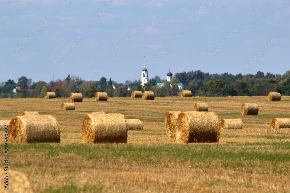 Sheafs in the summer field