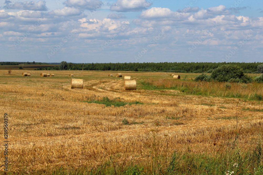 Fototapeta premium Sheafs in the summer field