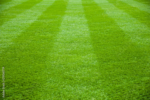Green grass in soccer stadium © SGr